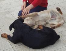 Ako to vedia využit..