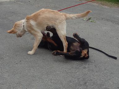 Moja prdelka, šak ti počkaj.